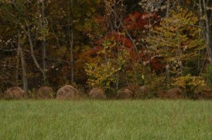 Hay bales